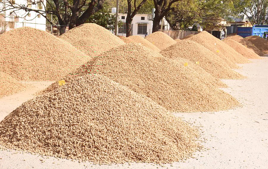 <div class="paragraphs"><p>ಯಾದಗಿರಿ ಎಪಿಎಂಸಿ ಆವರಣದಲ್ಲಿನ ಶೇಂಗಾ ರಾಶಿ&nbsp; ಪ್ರಜಾವಾಣಿ ಚಿತ್ರ/ ರಾಜಕುಮಾರ ನಳ್ಳಿಕರ</p></div>