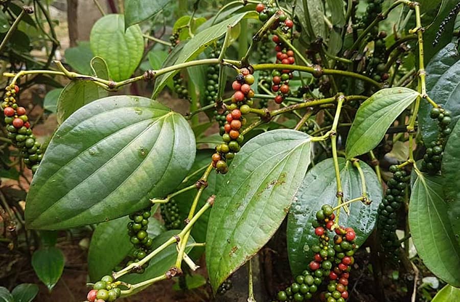 ಇಳುವರಿ ಕುಸಿತವಾಗಿರುವ ಕಾಳುಮೆಣಸು ಬಳ್ಳಿ