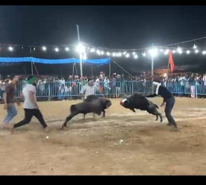 ಚಿಕ್ಕಜಾಜೂರು ಸಮೀಪದ ದಾಸರಹಳ್ಳಿ ಗ್ರಾಮ ದೇವತೆ ಗುಳ್ಳಮ್ಮ ದೇವಿಯ ಜಾತ್ರಾ ಮಹೋತ್ಸವದ ಅಂಗವಾಗಿ ಗುರುವಾರ ಸಂಜೆ ಬಲಿಷ್ಠ ಟಗರುಗಳ ಮಧ್ಯೆ ಕಾಳಗ ನಡೆಸಲಾಯಿತು.