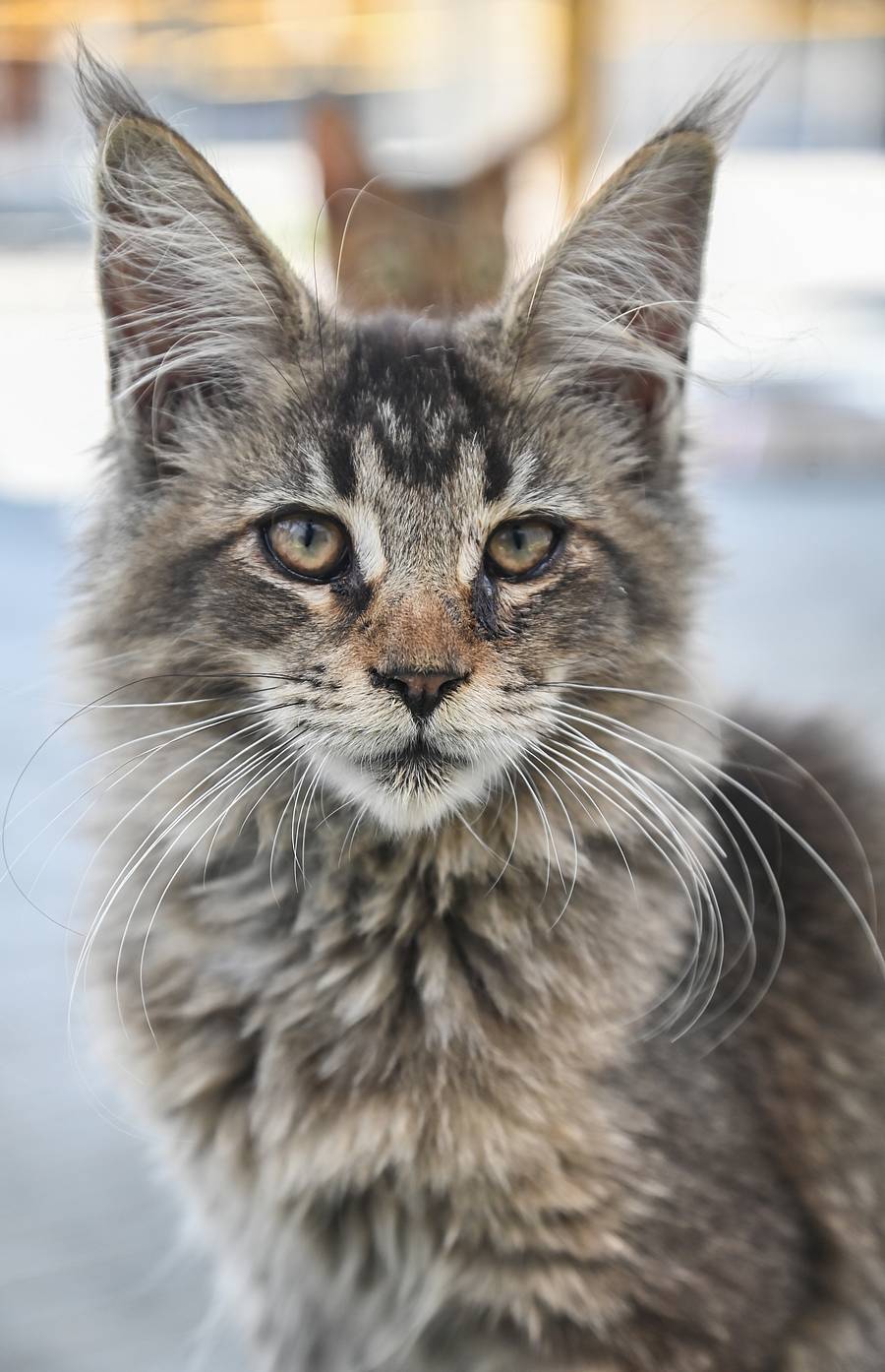 ಜಿನ್ ಮಿನ್ ಕ್ಯಾಟ್ ವರ್ಲ್ಡ್‌ನಲ್ಲಿರುವ ‌ಬೆಕ್ಕು