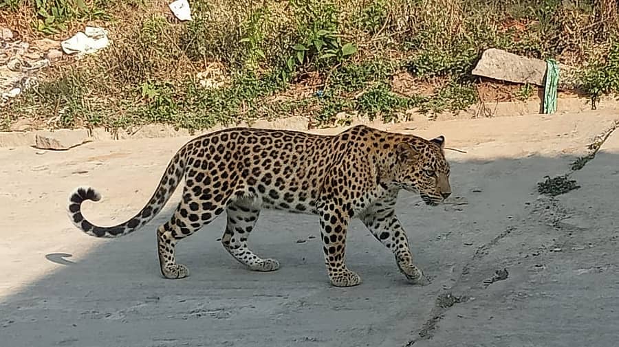 <div class="paragraphs"><p>ಪ್ರಾತಿನಿಧಿಕ ಚಿತ್ರ</p></div>