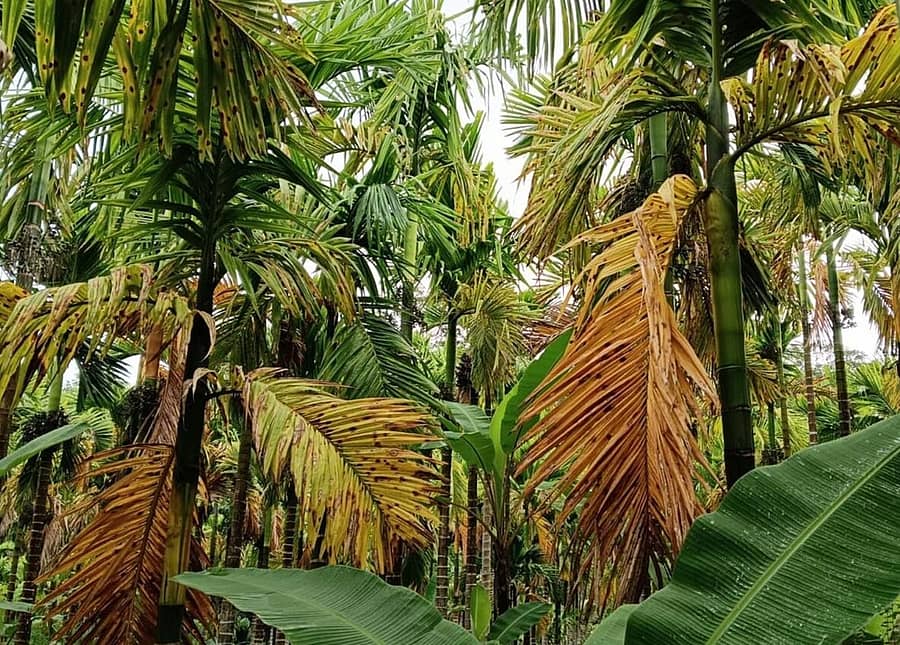 ಎಲೆಚುಕ್ಕಿ ರೋಗದಿಂದ ಬಾಧಿತವಾಗಿರುವ ಅಡಿಕೆ ತೋಟ