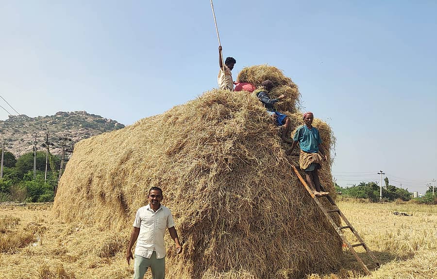 ಕಂಪ್ಲಿ ತಾಲ್ಲೂಕು ಮೆಟ್ರಿ ಗ್ರಾಮದ ಡೈರಿ ಫಾರಂ ಮಾಲೀಕ ಉದ್ಯಾಳು ವೀರನಗೌಡ ಮುಂಗಾರು ಹಂಗಾಮು ಭತ್ತದ ಮೇವು ಸಂಗ್ರಹಿಸಿ ಬಣವೆ ಹಾಕಿಸುತ್ತಿರುವ ದೃಶ್ಯ