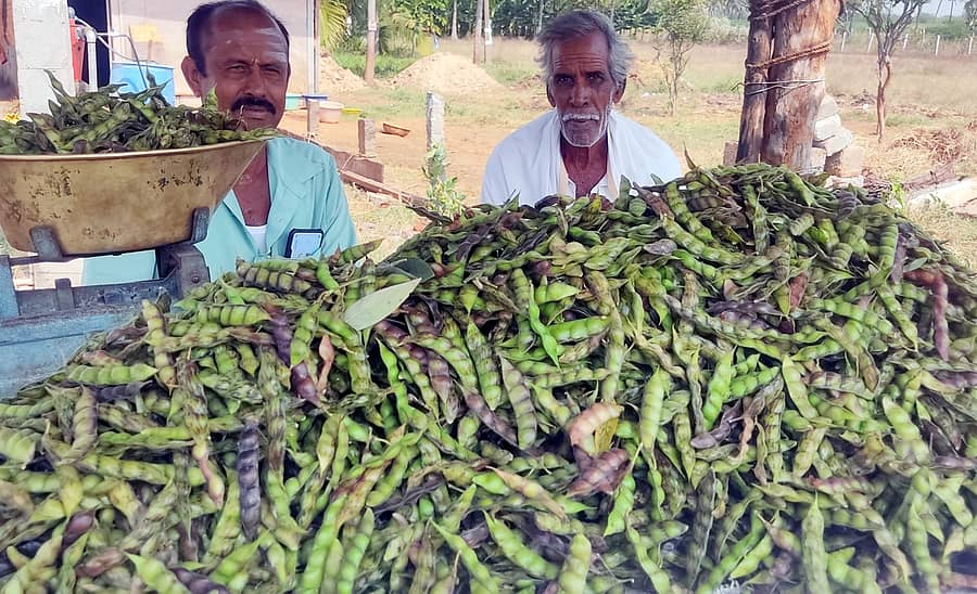 ಯಳಂದೂರು ತಾಲ್ಲೂಕಿನ ಮೆಲ್ಲಹಳ್ಳಿ ಹೊರವಲಯದಲ್ಲಿ ರೈತರು ಜಮೀನಿನ ಸಮೀಪ ತೊಗರಿ ಮಾರಾಟದಲ್ಲಿ ತೊಡಗಿರುವುದು