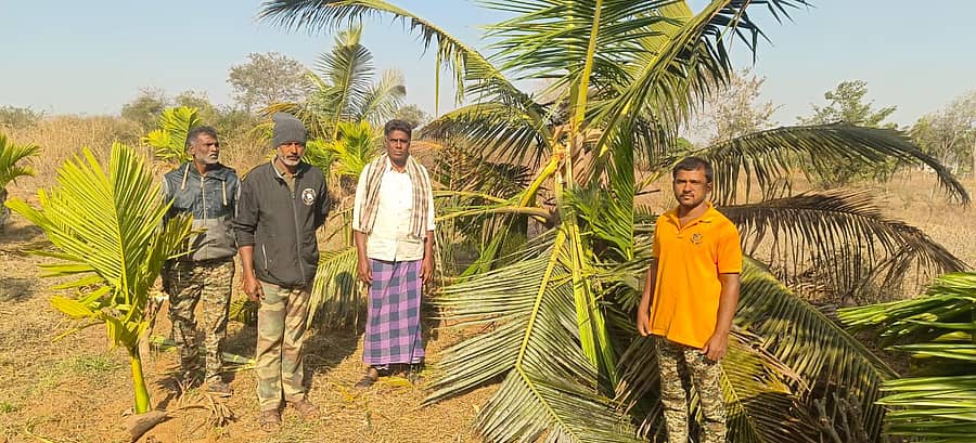 ಆನೆಗಳು ತೆಂಗು ಬೆಳೆ ನಾಶಪಡಿಸಿರುವುದು 