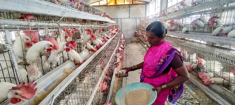 ಅಳವಂಡಿ ಸಮೀಪದ ಕವಲೂರು ಗ್ರಾಮದ ಮಹಿಳಾ ಸಂಘದ ಸದಸ್ಯೆ ದ್ಯಾಮವ್ವ ಅವರು ಕೋಳಿ ಸಾಕಾಣಿಕೆಯಲ್ಲಿ ತೊಡಗಿರುವುದು