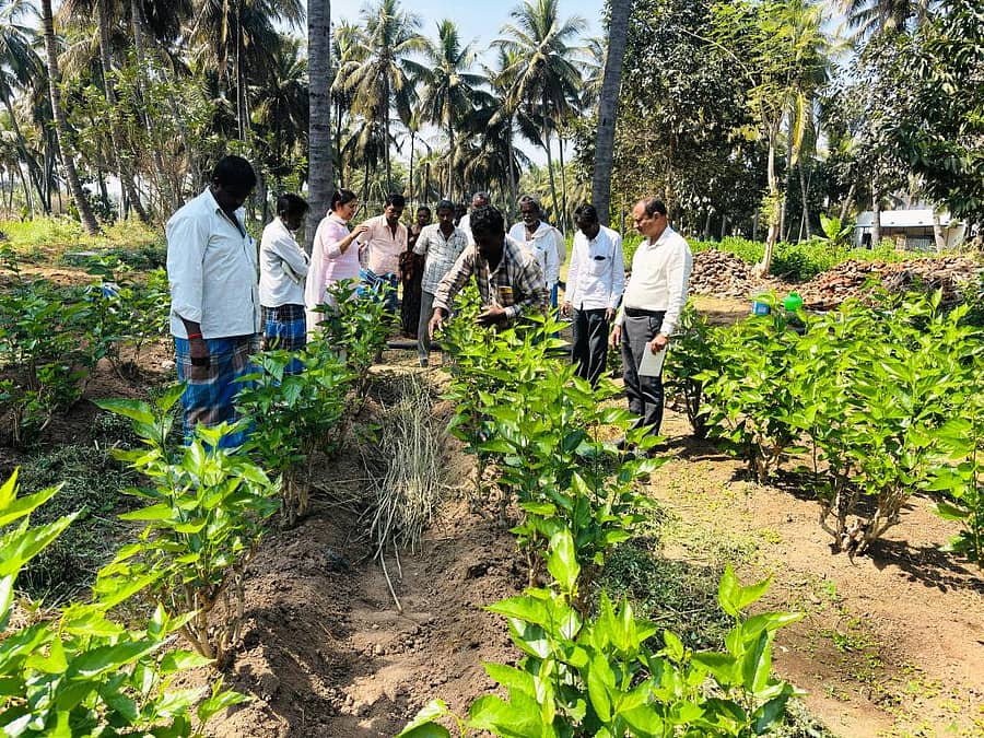 ಮಾಗಡಿ ತಾಲ್ಲೂಕಿನ ಚಂದೂರಾಯನಹಳ್ಳಿ ಕೃಷಿ ವಿಜ್ಞಾನ ಕೇಂದ್ರದಲ್ಲಿ  ಕ್ಷೇತ್ರೋತ್ಸವ ನಡೆಸಲಾಯಿತು 