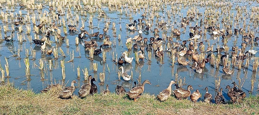 ಕುರುಗೋಡು ತಾಲ್ಲೂಕಿನ ಯರಿಂಗಳಿಗಿ ಗ್ರಾಮದ ಹೊರವಲಯದಲ್ಲಿ ಭತ್ತದ ಗದ್ದೆಯಲ್ಲಿ ಬೀಡುಬಿಟ್ಟಿರುವ ಬಾತುಕೋಳಿ ಹಿಂಡು