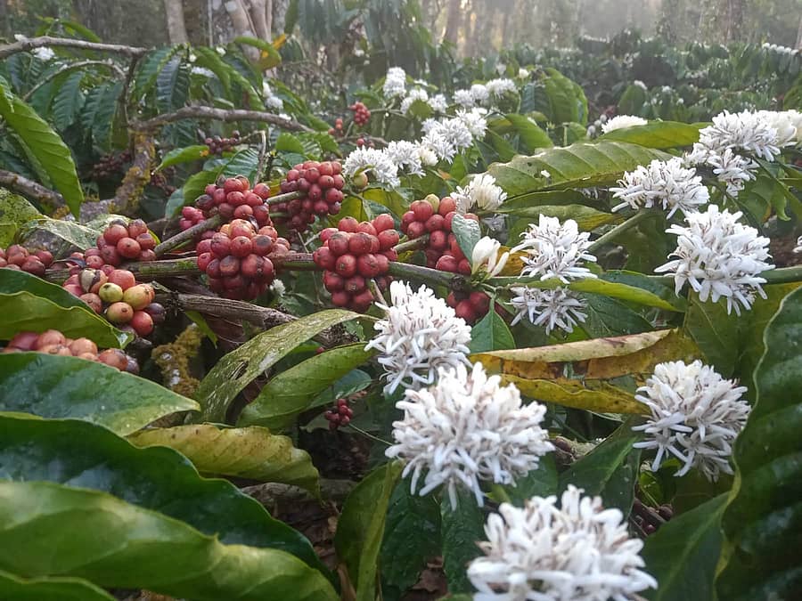 ಕೊಡಗು ಜಿಲ್ಲೆಯ ನಾಪೋಕ್ಲು ವ್ಯಾಪ್ತಿಯ ಕೆಲವು ಗ್ರಾಮಗಳಲ್ಲಿ ಅಕಾಲಿಕ ಮಳೆಯಿಂದ ಕಾಫಿಯ ಗಿಡಗಳಲ್ಲಿ ಹಣ್ಣಿನ ಜೊತೆಗೆ ಹೂಗಳೂ ಅರಳಿವೆ