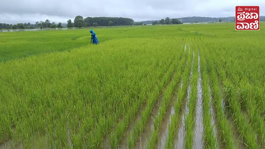 <div class="paragraphs"><p>ಸಾಗರ ತಾಲ್ಲೂಕಿನಲ್ಲಿ ವರದಾ ನದಿ ನೀರಿನಿಂದ ಆವೃತವಾಗಿರುವ ಭತ್ತದ ಗದ್ದೆಗಳು&nbsp;</p></div>