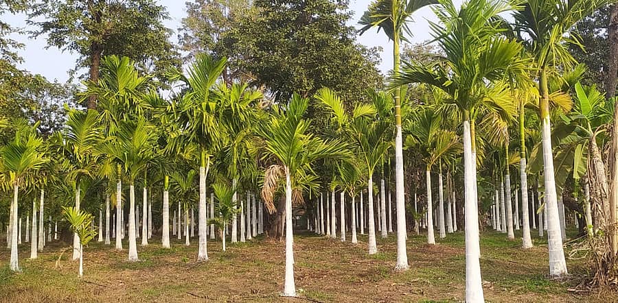ಕೋಣಂದೂರು ಸಮೀಪದ ಆಲೂರು ಹೊಸಕೊಪ್ಪದಲ್ಲಿ ರೈತರೊಬ್ಬರು ಅಡಿಕೆ ಗಿಡಗಳಿಗೆ ಸುಣ್ಣ ಬಳಿದಿರುವುದು
