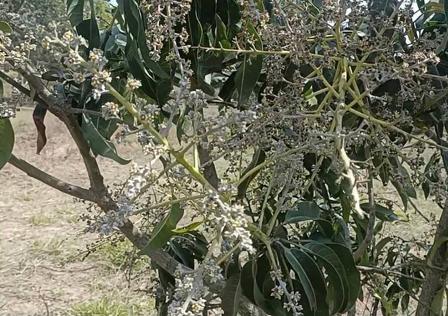 ಮಾವಿನಲ್ಲಿಕಾಣಿಕೊಂಡ ಬೂದಿ ಶಿಲೀಂಧ್ರ ರೋಗ