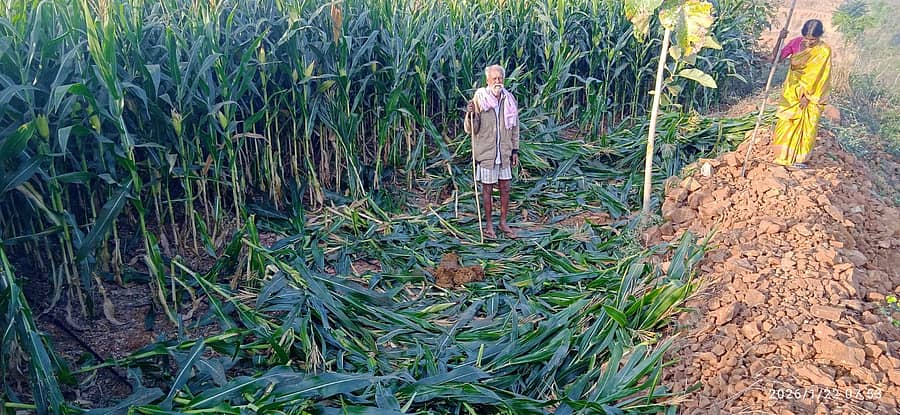  ಮಲ್ಲಯ್ಯನಪುರ ಗ್ರಾಮದ ಗೋವಿದಯ್ಯ ಅವರ ಜಮೀನಿಗೆ ನಿವಾರ ರಾತ್ರಿ ಕಾಡಾನೆಗಳು ನುಗ್ಗಿ ಮುಸುಕಿನ ಜೋಳ, ಸೋಲಾರ್ ತಂತಿಯನ್ನು ತುಳಿದು ನಾಶಮಾಡಿರುವುದು 