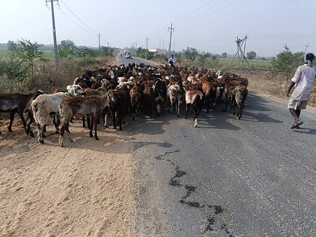 ವಡಗೇರಾ ತೆಲಂಗಾಣ ರಾಜ್ಯದ ನಾರಾಯಣಪೇಟ್ ಜಿಲ್ಲೆಯ ದಂತಾಪೂರ ಗ್ರಾಮದಿಂದ ಬಂದ ಕುರಿಗಳ ಹಿಂಡು