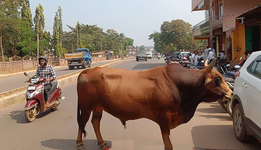 ಶಿರಸಿ ನಗರದ ರಸ್ತೆ ಮಧ್ಯದಲ್ಲಿ ಸಂಚಾರಕ್ಕೆ ತೊಡಕಾಗಿ ನಿಂತಿರುವ ಬೀಡಾಡಿ ದನ
