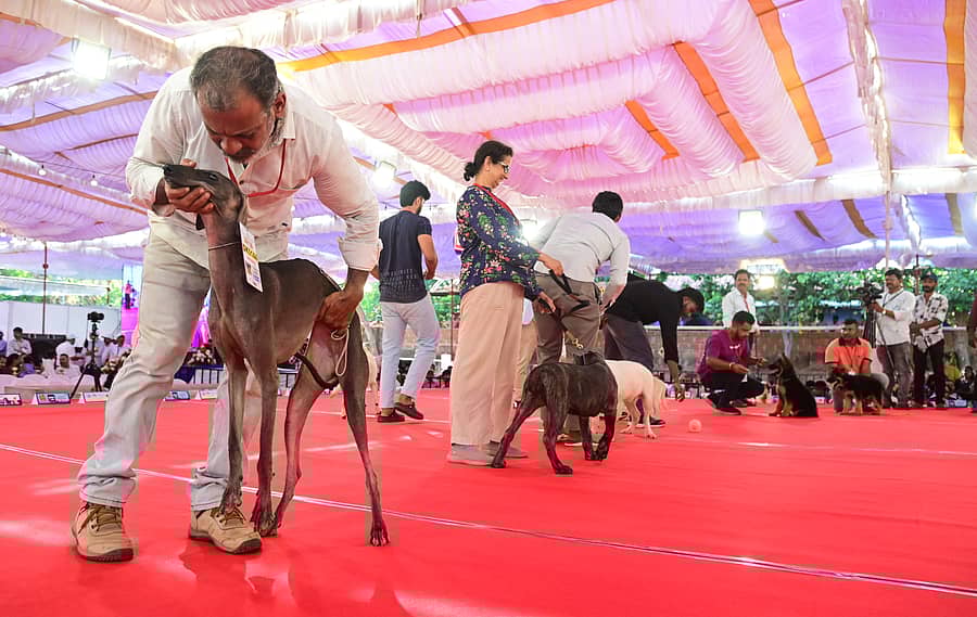 ವೇದಿಕೆ ಮೇಲೆ ಶ್ವಾನಗಳನ್ನು ಪ್ರದರ್ಶಿಸಿದ ಮಾಲೀಕರು ಪ್ರಜಾವಾಣಿ ಚಿತ್ರ 
