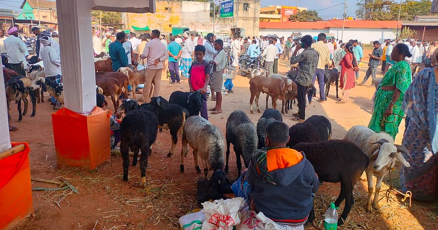 ಬೀರೂರು ಪಟ್ಟಣದ ಗಣಪತಿ ಪೆಂಡಾಲ್ ಆವರಣದಲ್ಲಿ ಭಾನುವಾರ "ಅಮ್ಮನಹಬ್ಬʼದ ಸಲುವಾಗಿ ಕುರಿ, ಟಗರುಗಳ ವ್ಯಾಪಾರ ಜೋರಾಗಿ ಸಾಗಿತು.