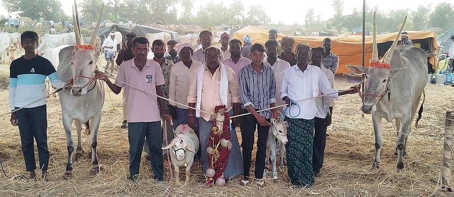 ಬೆಟ್ಟದಪುರ ಸಮೀಪದ ಬೆಟ್ಟದತುಂಗ ಬಿಟಿಎಂ ಕೊಪ್ಪಲು ಗ್ರಾಮದ ಸಿದ್ದರಾಮು ಎಂಬುವರಿಗೆ ಸೇರಿದ ₹4.5 ಲಕ್ಷ ಬೆಲೆಬಾಳುವ ಆರು ಹಲ್ಲಿನ ಹಳ್ಳಿಕಾರ್ ಎತ್ತುಗಳು