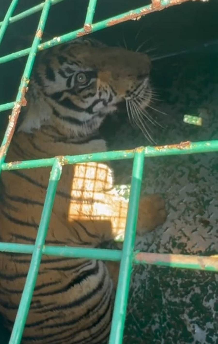 ಚಾಮರಾಜನಗರ ತಾಲ್ಲೂಕಿನ ನಂಜೇದೇವನಪುರ ಬಳಿ ಅರಣ್ಯ ಇಲಾಖೆ ಇರಿಸಿದ್ದ ಬೋನಿಗೆ ಮತ್ತೊಂದು ಹುಲಿ ಮರಿ ಮಂಗಳವಾರ ಸೆರೆ ಸಿಕ್ಕಿದೆ