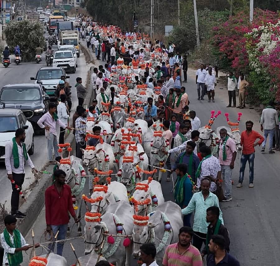 ಕೊಮ್ಮಸಂದ್ರ ಬಯಲು ಬಸವೇಶ್ವರ ದೇವಾಲಯದಲ್ಲಿ ಕರ್ನಾಟಕ ಪ್ರದೇಶ ಭಾರತೀಯ ಕಿಸಾನ್ ಸಂಘದಿಂದ ನಡೆದ ಸುಗ್ಗಿ ಹಬ್ಬದ ಮೆರವಣಿಗೆಯಲ್ಲಿ ಪಾಲ್ಗೊಂಡಿದ್ದ ರಾಸುಗಳು