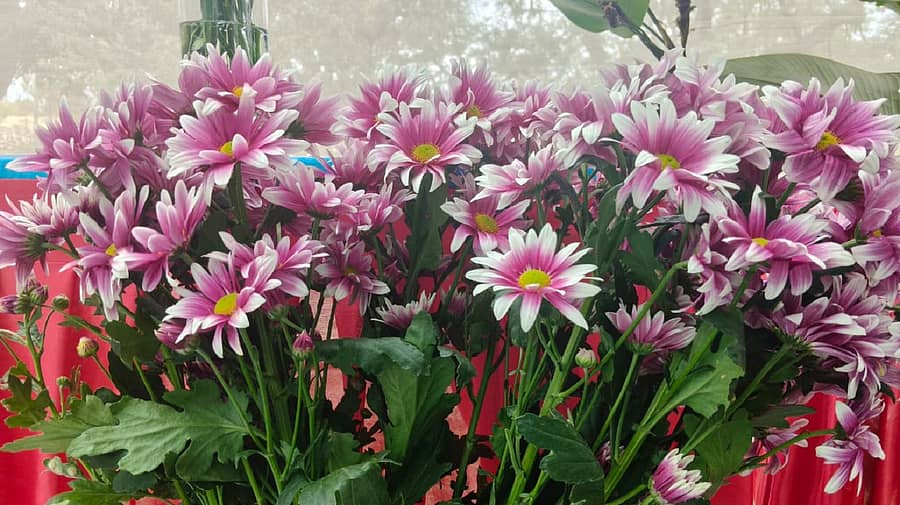 ಹೂವು ಚೆಲುವೆಲ್ಲಾ ನಂದೆದಿತು