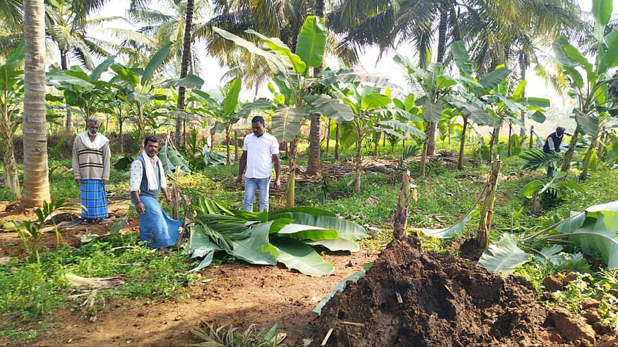 ಕಿಕ್ಕೇರಿ ಹೋಬಳಿಯ ಸೊಳ್ಳೇಪುರ ಗ್ರಾಮದ ರೈತ ರವಿ ಎಂಬುವರ ಬಾಳೆ, ಅಡಿಕೆ ಗಿಡವನ್ನು ಕಿಡಿಗೇಡಿಗಳು ಮಂಗಳವಾರ ಕತ್ತರಿಸಿ ಹಾಕಿರುವುದು