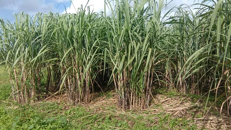 ಬೆಳೆದು ನಿಂತಿರುವ ಕಬ್ಬು