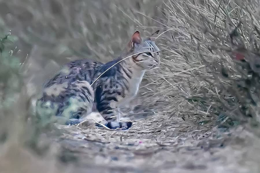 ಹೈಬ್ರಿಡ್ ಬೆಕ್ಕು