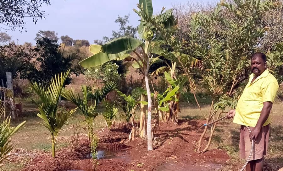 ಶ್ರೀರಂಗಪಟ್ಟಣ ತಾಲ್ಲೂಕಿನ ಬೆಳಗೊಳ ಗ್ರಾಮದ ಪರಿಶಿಷ್ಟ ಜಾತಿ ಜನರ ಸ್ಮಶಾನದಲ್ಲಿ ಗಿಡ ನೆಟ್ಟು ಬೆಳೆಸುತ್ತಿರುವ ಶಿವಣ್ಣ