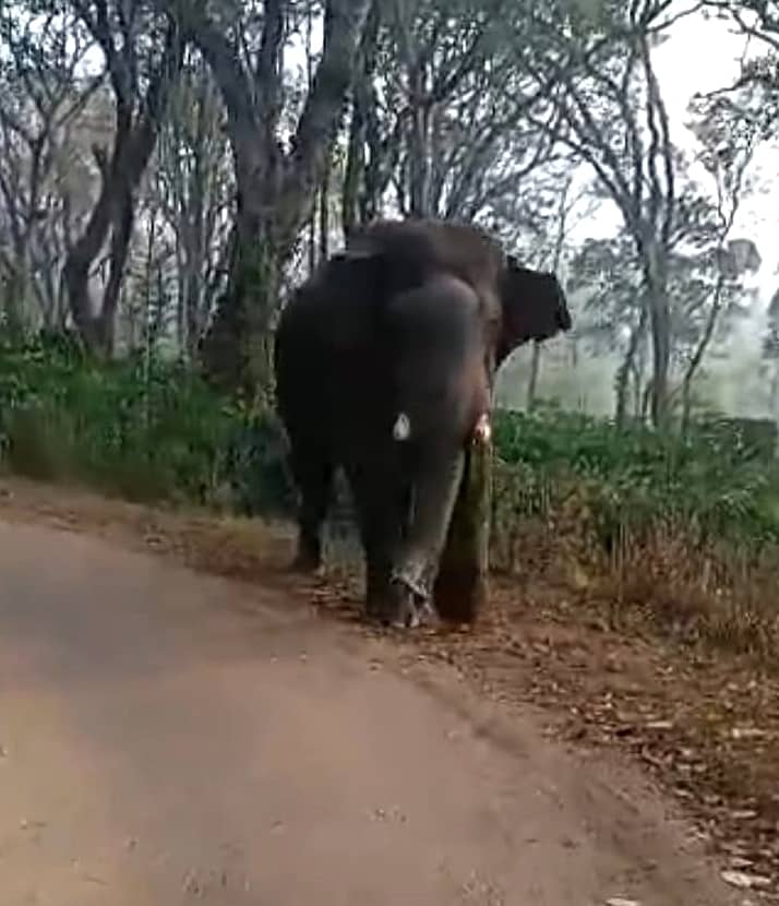 ಬಾಡಗ ಬಾಣಂಗಾಲದಲ್ಲಿ ಸಂಚರಿಸುತ್ತಿದ್ದ ಕಾಡಾನೆ ದೃಶ್ಯ