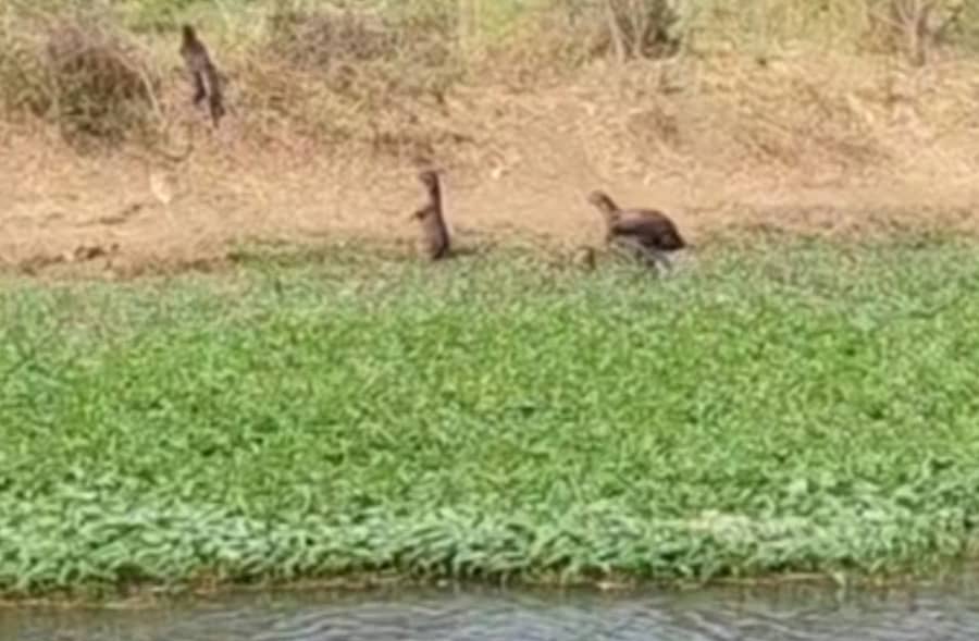 ಶ್ರೀರಂಗಪಟ್ಟಣ ತಾಲ್ಲೂಕಿನ ಚಂದಗಿರಿಕೊಪ್ಪಲು– ಚಿಕ್ಕಾಡೆ ಗ್ರಾಮಗಳ ನಡುವೆ ಹರಿಯುವ ಚಿಕ್ಕದೇವರಾಯಸಾಗರ (ಸಿಡಿಎಸ್‌) ನಾಲೆಯಲ್ಲಿ ಗುರುವಾರ ನೀರುನಾಯಿಗಳು ಗೋಚರಿಸಿದವು