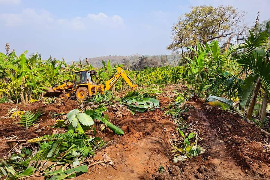 ಸಾಗರ ತಾಲ್ಲೂಕಿನ ಕುಂದೂರು ಗ್ರಾಮದಲ್ಲಿ ಬೆಳೆದಿದ್ದ ಫಸಲು ನಾಶವಾಗಿರುವುದು.