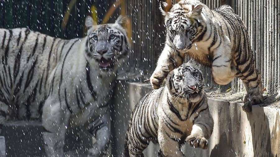 <div class="paragraphs"><p>ದೆಹಲಿಯ&nbsp;ರಾಷ್ಟ್ರೀಯ ಜುವಾಲಜಿಕಲ್‌ ಪಾರ್ಕ್‌ನಲ್ಲಿ ಬಿಳಿ ಹುಲಿಯೊಂದಿಗೆ ಮರಿಗಳ ಚಿಣ್ಣಾಟ</p></div>