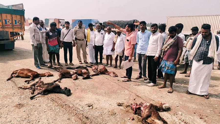 ಮುನಿರಾಬಾದ್ ಸಮೀಪ ಶಹಾಪುರ ಗ್ರಾಮದ ಬಳಿ ಶುಕ್ರವಾರ ರಾಷ್ಟ್ರೀಯ ಹೆದ್ದಾರಿ ದಾಟುತ್ತಿದ್ದ ಕುರಿಗಳ ಮೇಲೆ ಲಾರಿ ಹರಿದ ಪರಿಣಾಮ 15 ಕುರಿಗಳು ಮೃತಪಟ್ಟಿವೆ