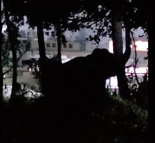 <div class="paragraphs"><p>ಚನ್ನಮಾನಹಳ್ಳಿ ಗ್ರಾಮದಲ್ಲಿ ಮಧ್ಯರಾತ್ರಿ ಕಾಣಿಸಿಕೊಂಡ ಕಾಡಾನೆ</p></div>