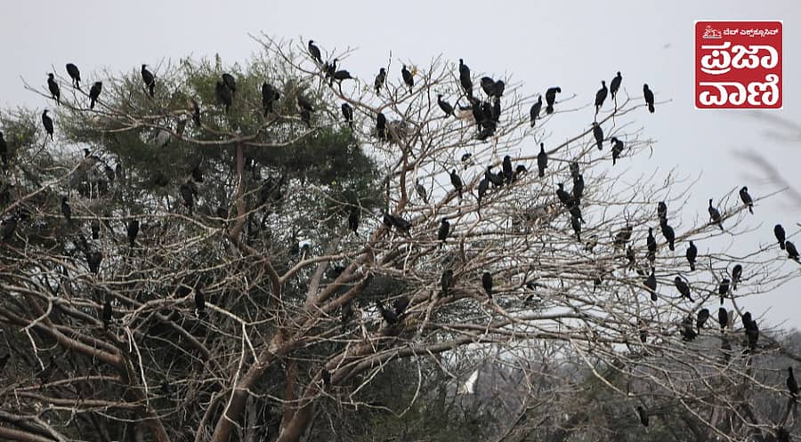 <div class="paragraphs"><p>ಚಿತ್ರ:&nbsp; ಸಿ.ಶಿವಾನಂದ</p><p></p></div>