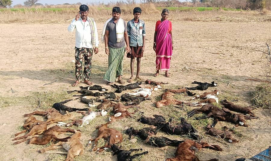 ಮರಿಯಮ್ಮನಹಳ್ಳಿ ಸಮೀಪದ ಜಿ.ನಾಗಲಾಪುರ ತಾಂಡಾ ಬಳಿ ಬುಧವಾರ ತಡರಾತ್ರಿ ಕುರಿಮರಿಗಳ ಹಿಂಡಿನ ಹಟ್ಟಿಯ ಮೇಲೆ ಚಿರತೆಯೊಂದು ದಾಳಿ ನಡೆಸಿದ ಪರಿಣಾಮ 36ಕುರಿ ಮರಿಗಳು ಸಾವನ್ನಪ್ಪಿರುವ ದೃಶ್ಯ