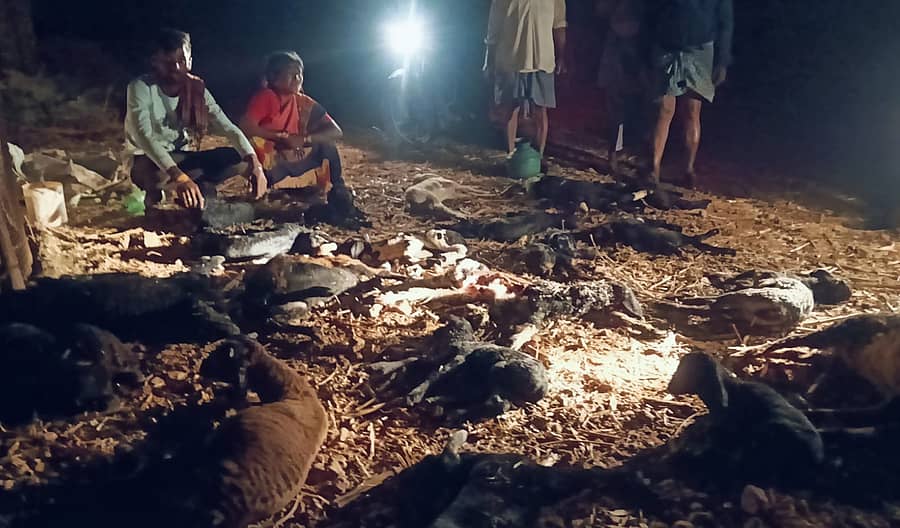 ಬ್ಯಾಡಗಿ ತಾಲ್ಲೂಕಿನ ಕಲ್ಲೆದೇವರು ಗ್ರಾಮ (ಸೇವಾ ನಗರ) ದ ಹೊರವಲಯದಲ್ಲಿ ಕುರಿ ದೊಡ್ಡಿಗೆ ಚಿರತೆ ಮಾಡಿದ ಪರಿಣಾಮ ಸತ್ತು ಬಿದ್ದಿರುವ ಮರಿಗಳನ್ನು ಕಂಡು ರೋದಿಸುತ್ತಿರುವ ಕುರಿ ಮಾಲೀಕರು