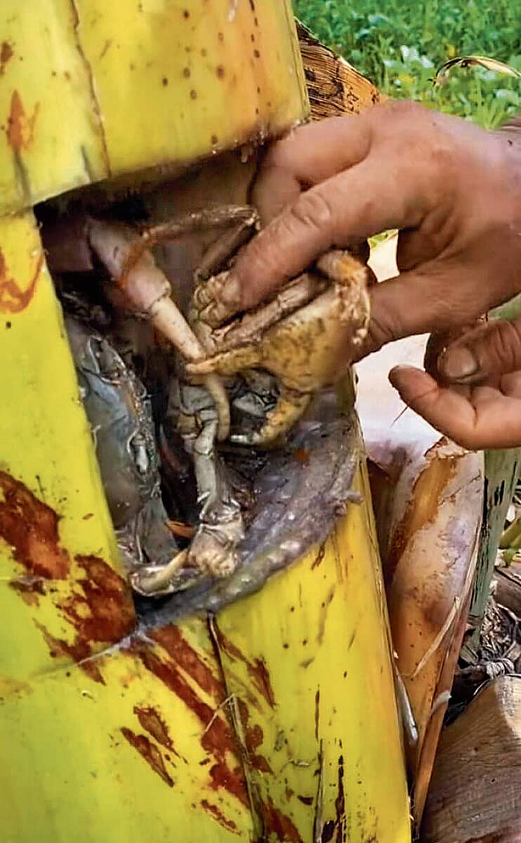 ಬಾಳೆದಿಂಡೇ ಇದಕ್ಕೆ ಫ್ರಿಜ್‌ 