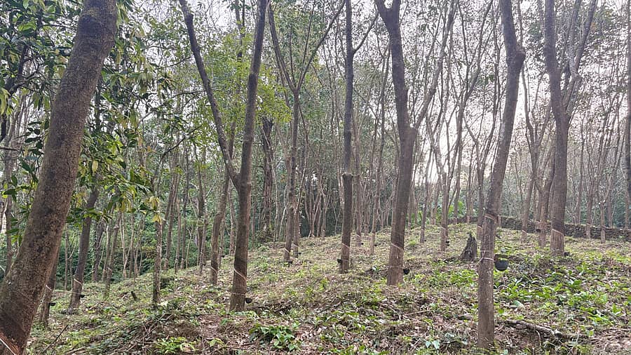 ಹಾಲಿಳಿಸುವ ರಬ್ಬರ್ ತೋಟ