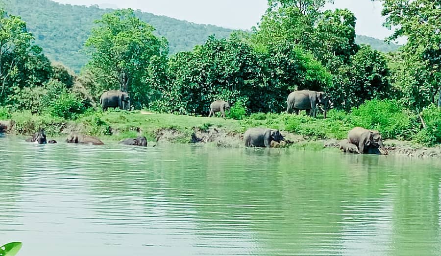 ಬಂಡೀಪುರ ಹುಲಿ ಸಂರಕ್ಷಿತ ವ್ಯಾಪ್ತಿಯ ಜಲಮೂಲ (ಸಂಗ್ರಹ ಚಿತ್ರ)