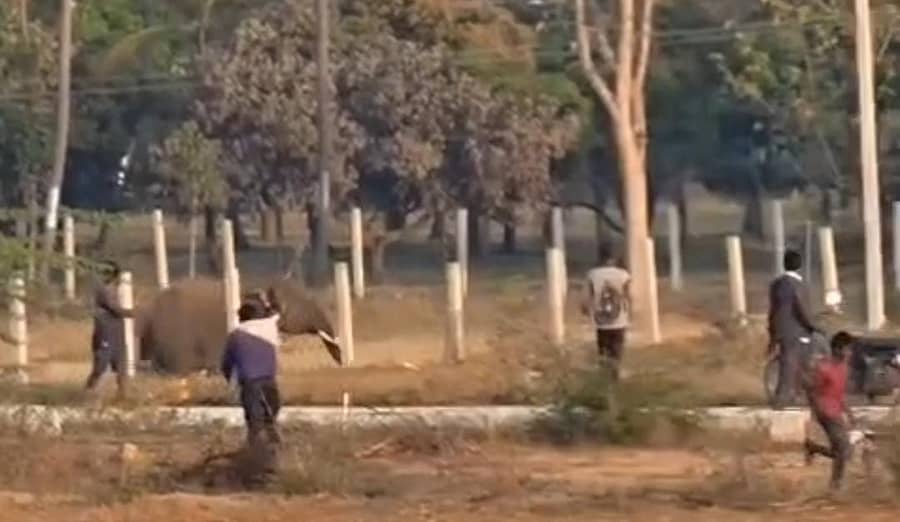 ಹಲಗೂರು ಸಮೀಪದ ಗುಂಡಾಪುರ ಬಳಿ ಅರಣ್ಯ ಇಲಾಖೆ ಜೀಪ್ ಚಾಲಕ ಚೇತನ್ ಅವರನ್ನು ಕಾಡಾನೆ ಓಡಾಡಿಸಿತು