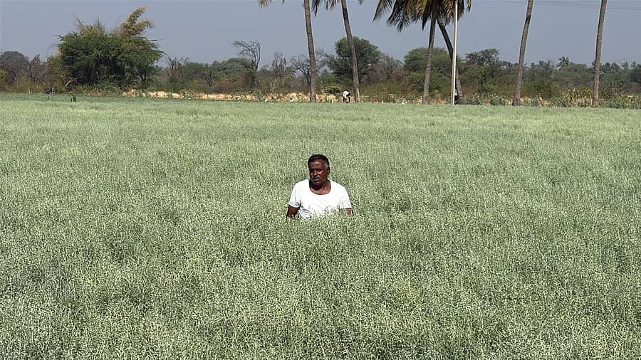 ಗೌರಿಬಿದನೂರು ತಾಲ್ಲೂಕಿನ ಲಕ್ಷ್ಮಿಪುರದ ರೈತ ಬಾಬು ರೆಡ್ಡಿ ಬೆಳೆದಿರುವ ದವನ