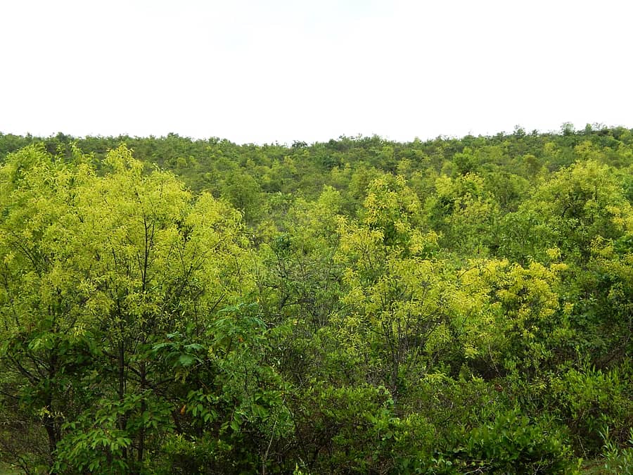 ಚಿಕ್ಕಮಗಳೂರಿನ ಚುರ್ಚೆಗುಡ್ಡದಲ್ಲಿ ಶ್ರೀಗಂಧ ಮರಗಳು