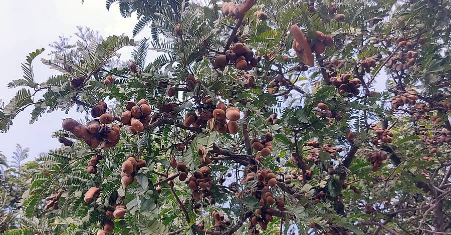 ಹುಣಸೆ ಫಸಲು