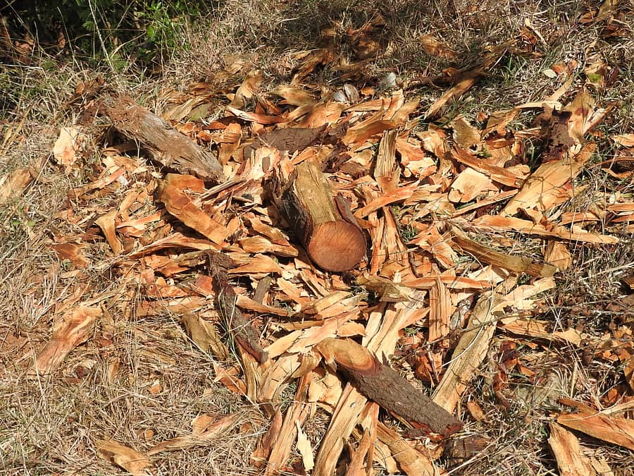 <div class="paragraphs"><p>&nbsp;ಶ್ರೀಗಂಧ ಮರಗಳನ್ನು ಕಡಿದು ಸಿಪ್ಪೆ ಸುಲಿದಿರುವ ದೃಶ್ಯಗಳು</p></div>