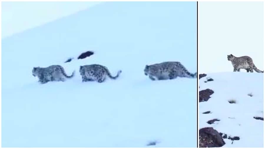 <div class="paragraphs"><p>ಕ್ಯಾಮರಾ ಕಣ್ಣಿಗೆ ಬಿದ್ದ ಮೂರು ಹಿಮ ಚಿರತೆಗಳು! ವಿಡಿಯೊ ಹಂಚಿಕೊಂಡ BRO</p></div>