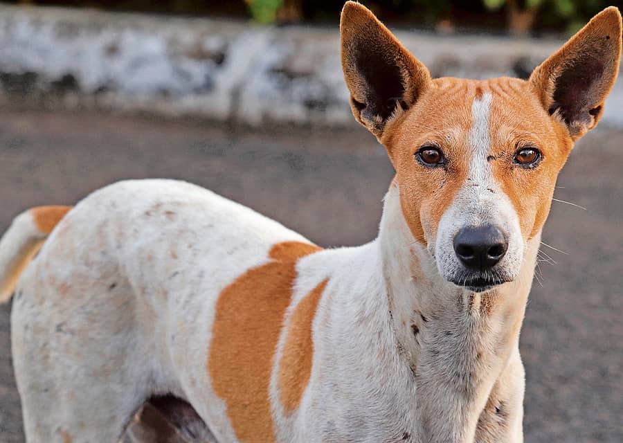 ಬೀದಿ ನಾಯಿ (ಪ್ರಾತಿನಿಧಿಕ ಚಿತ್ರ)