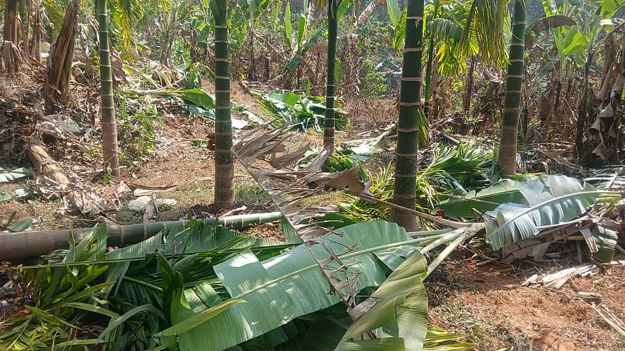 ಖಾನಾಪುರ ತಾಲ್ಲೂಕಿನ ನೀಲಾವಡೆ ಗ್ರಾಮದ ಬಳಿ ಕಾಡಾನೆಗಳ ದಾಳಿಗೆ ಹಾನಿಯಾದ ಅಡಿಕೆ-ಬಾಳೆ ತೋಟ