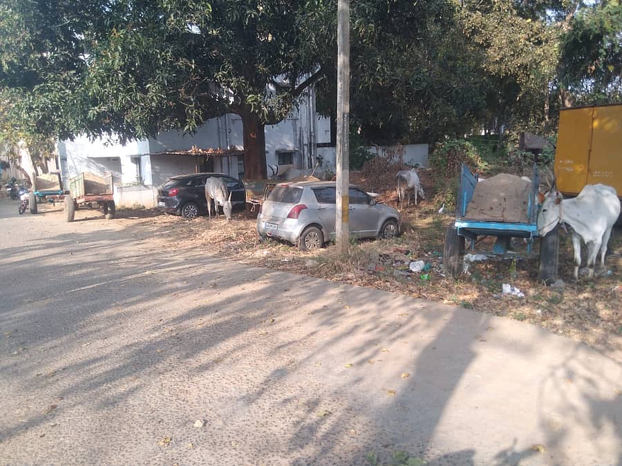 ಕೊಳ್ಳೇಗಾಲ ಗ್ರಾಮಾಂತರ ಪೊಲೀಸರು ಎತ್ತಿನಗಾಡಿಗಳನ್ನು ವಶಕ್ಕೆ ಪಡೆದಿರುವುದು